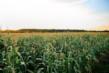Corn plants growing in field in summer.