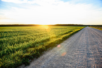 Obraz premium Vetch, vicia cracca fodder, and medicinal plant. Field of purple flowers in sunset.