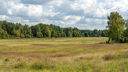 Beautiful and Bright Nature of a Small Forest in Summer - Lush Greenery, Sunlit Trees, Tranquil Woodland Scene, Serene Natural Environment, Vibrant Foliage, Peaceful Outdoor Landscape