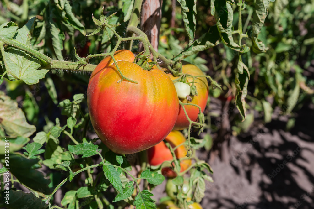 Wall mural Ripening pink tomatoes on stems on field in sunny day