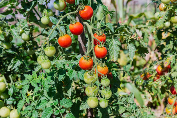 Ripening cherry tomato on stems on field in sunny day