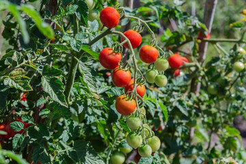 Ripening cherry tomato on stems on field in sunny day