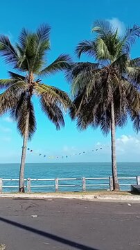 Vertical video two palm trees waterfront colourful flags