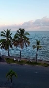 Vertical video palm trees before sunrise waterfront boat in the back