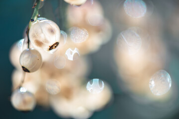 white bunches of white currant berries on a bush, harvest, healthy food, ingredients