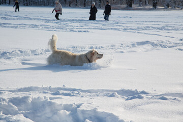 Onset of winter in the English Garden in Munich, Bavaria, Germany: Golden Retriever dog and walking people enjoying the new fallen masses of snow in a beautiful snowy landscape