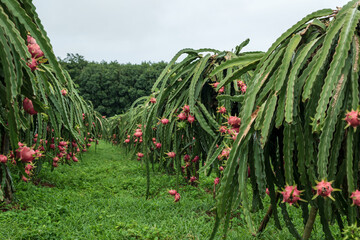Fresh dragon fruit tropical in thailand, Healthy fruit concept.