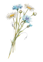 Fototapeta premium Hand drawn watercolor bouquet of white chamomile, daisy flower, blue cornflowers, buds illustration