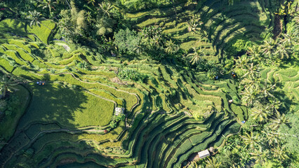 Aerial View of Rice Terraces in Bali