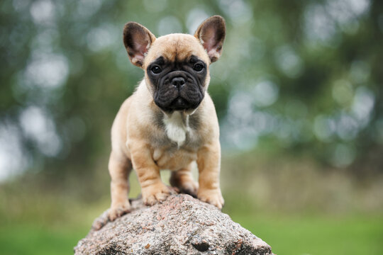 cute french bulldog puppy standind on a rock outdoors in summer