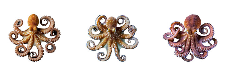Fototapeta premium Set of Octopus isolated on a transparent background