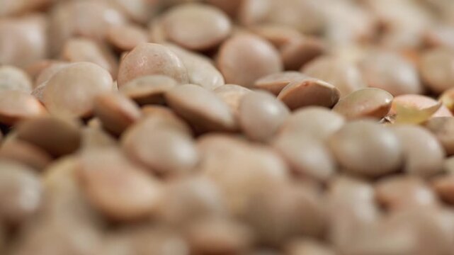 Red lentil seeds abstract background. Close-up of red