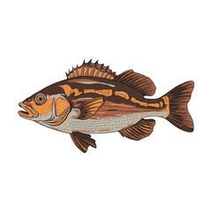 Fototapeta premium Cartoon Fish full vector art illustration with pure white background