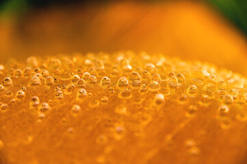 Drops of golden honey hang from the fabric in shallow depth of field. Concept of honey production and background for honey drinking culture