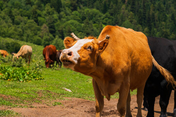 A brown cow moos at the camera in a high mountain pasture on a sunny day. Cow disturbance