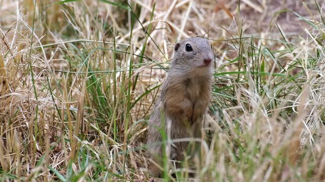 Close-up of cute and curious groundhog standing on the meadow and chewing. Funny little ground squirrel looking around and moving its mouth. Animal portrait concept.