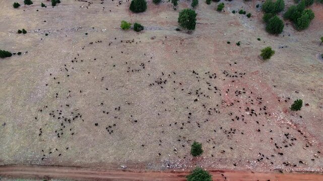 Shepherds utilize a sheepdog to round up a flock of sheep in the australian outback, guiding them forward while following closely in a truck