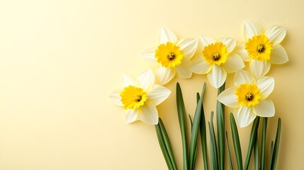 Yellow daffodils, fresh spring flowers, green stems, pale yellow background, copy space for text, flat lay photography, high resolution, springtime theme.