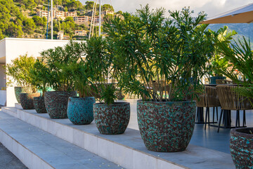 Large flower pots with green flowers stand in  row outside  sidewalk restauran . Vacation, enjoyment. . Mallorca, Port de Soller