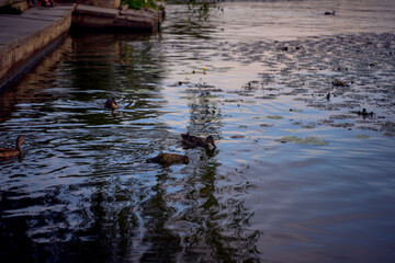 the wild ducks on the river at sunset