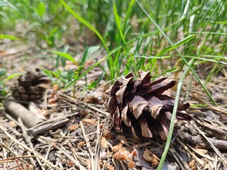 Pine cone close view nature background. Pine forest
