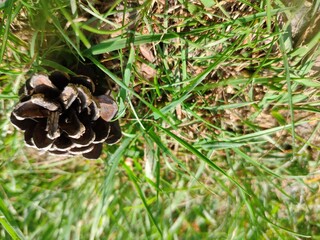 Pine cone close view nature background. Pine forest