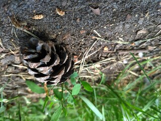 Pine cone close view nature background. Pine forest