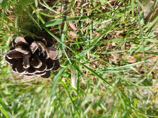 Pine cone close view nature background. Pine forest
