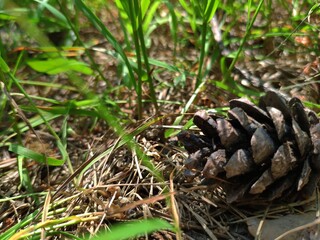 Pine cone close view nature background. Pine forest