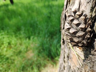 Pine cone close view nature background. Pine forest
