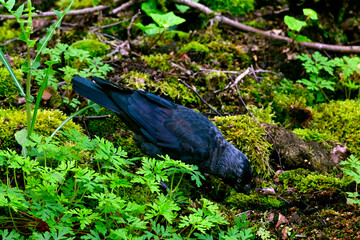 Dohle // Western jackdaw (Coloeus monedula) - Wuppertal, Germany
