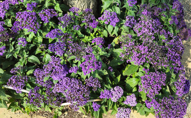 Obraz premium Garden heliotrope. Heliotropium arborescens. Purple flowers and green leaves. Close up.