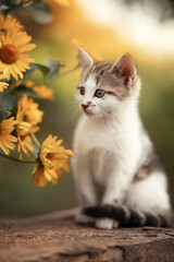 
A photo of a kitten near yellow daisies.