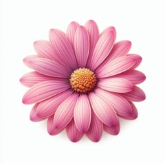pink daisy isolated on white background, floral design