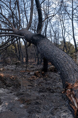 Fototapeta premium Forest fire area under extinguishing work
