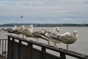 Group of young European herring gulls lined up on a railing at Liverpool Pier Head. Flock of seagulls looking out to sea on a cloudy day.