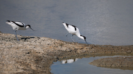 Recurvirostra avosetta - Pied Avocet - Avocette élégante