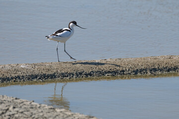 Recurvirostra avosetta - Pied Avocet - Avocette élégante