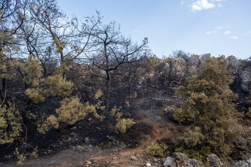 Forest fire area under extinguishing work