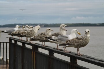 Group of young European herring gulls lined up on a railing at Liverpool Pier Head. Flock of seagulls looking out to sea on a cloudy day.