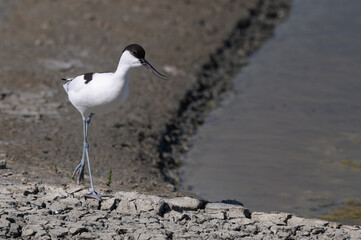 Recurvirostra avosetta - Pied Avocet - Avocette élégante