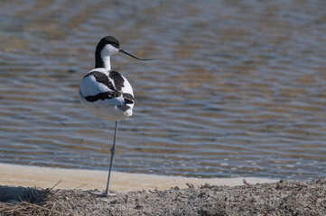 Recurvirostra avosetta - Pied Avocet - Avocette élégante