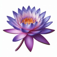 Blue water lily isolated on white background