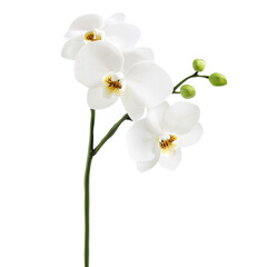 Delicate White Orchids Isolated on Transparent Background, Perfect for Elegant Weddings and Sophisticated Decor