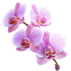 Exotic Orchid Flowers Isolated on Transparent Background, Ideal for Luxury Floral Arrangements and Home Decor