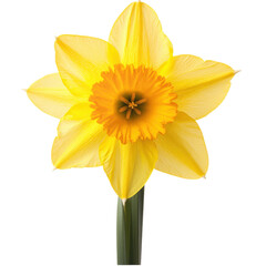 Bright Yellow Daffodil Isolated on Transparent Background, Perfect for Spring Decor and Floral Projects