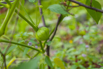 a growing physalis. Yellow and green seed pods of flowering lanterns