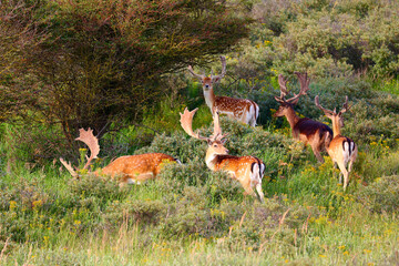 Deer in The Amsterdamse Waterleidingduinen in Duizendmeterweg, Bentveld. Sand-dune nature reserve with a trail network, visitor center and habitat for foxes and fallow deer. Bentveld, Netherlands. 