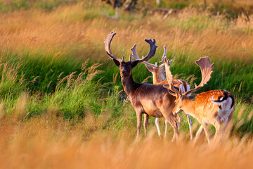 Deer in The Amsterdamse Waterleidingduinen in Duizendmeterweg, Bentveld. Sand-dune nature reserve with a trail network, visitor center and habitat for foxes and fallow deer. Bentveld, Netherlands. 