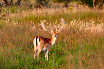 Deer in The Amsterdamse Waterleidingduinen in Duizendmeterweg, Bentveld. Sand-dune nature reserve...